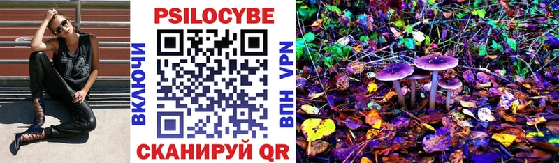 Купить  Болхов  Псилоцибиновые грибы Psilocybe 